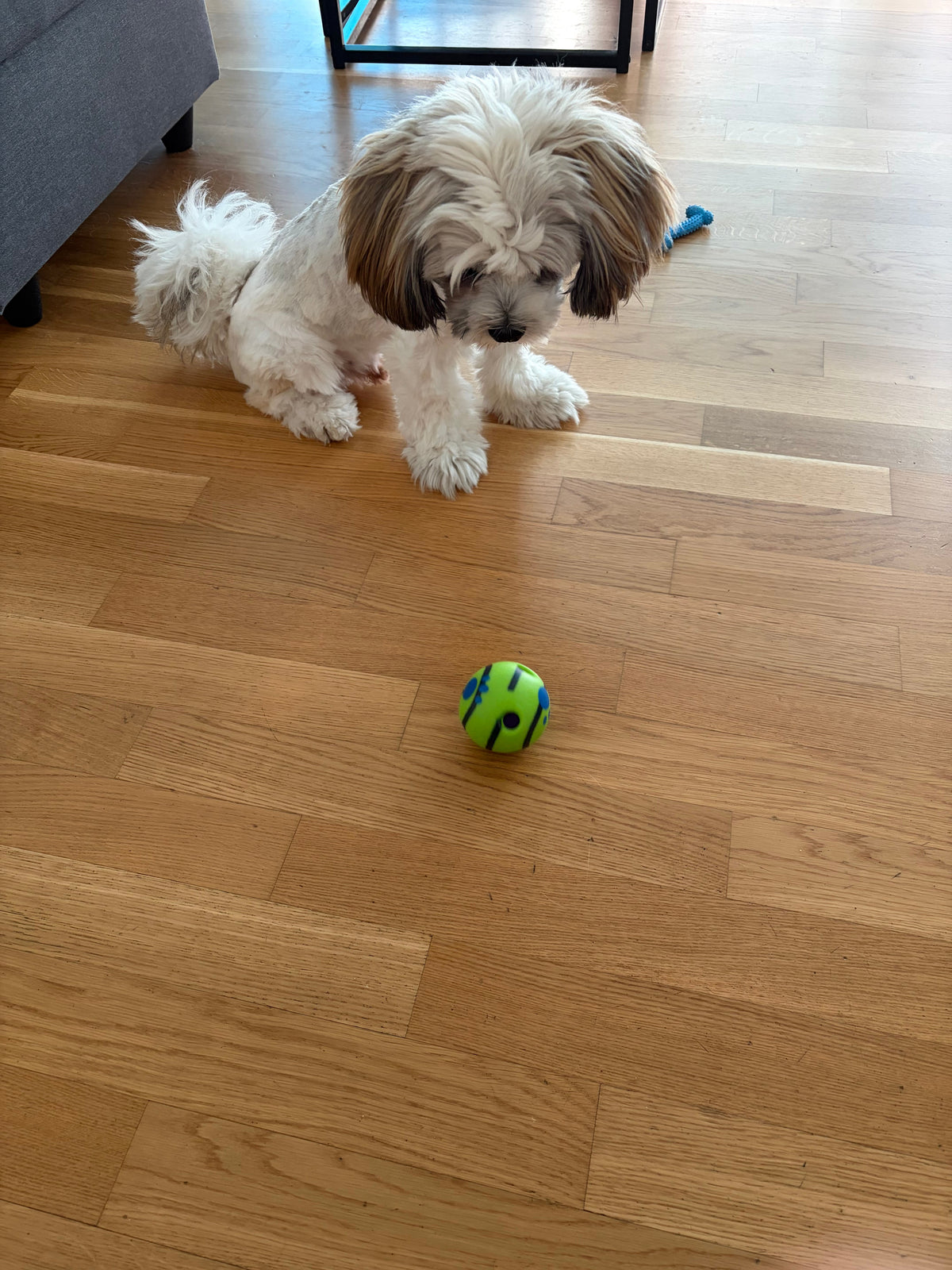Chiot regardant la balle giggle verte sur parquet