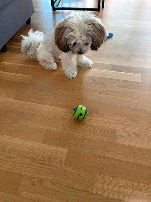 Chiot regardant la balle giggle verte sur parquet