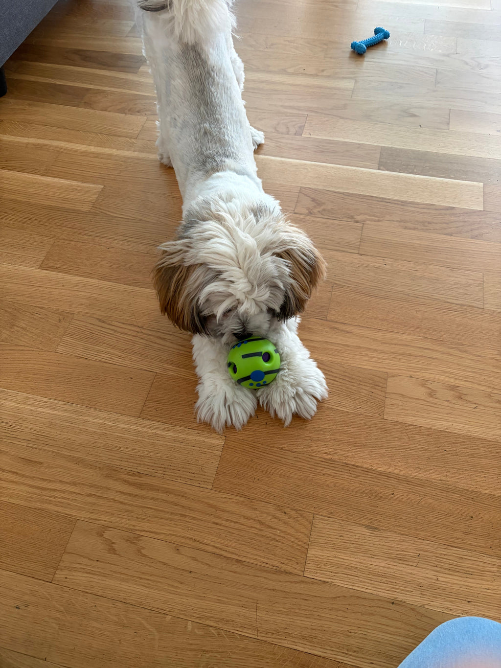 Chiot jouant avec la balle giggle verte