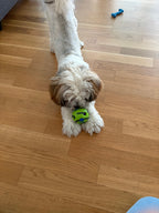 Chiot jouant avec la balle giggle verte