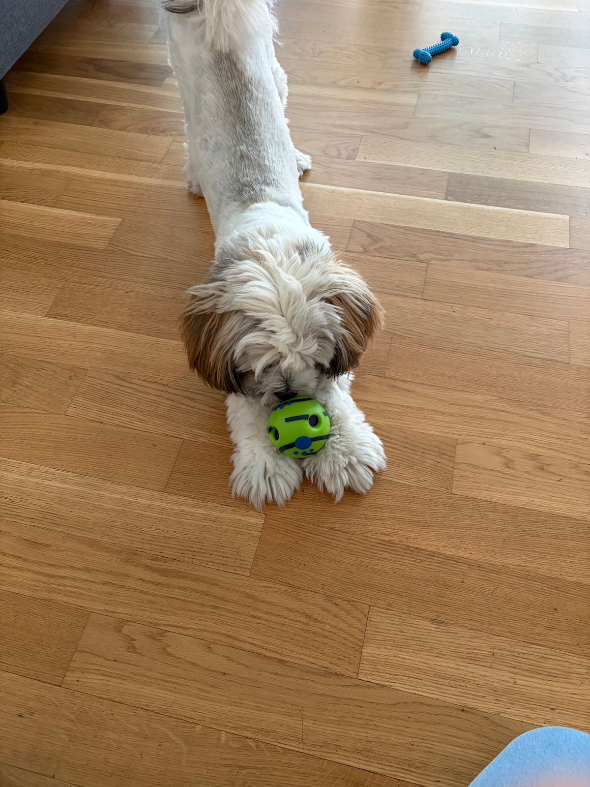 Chiot jouant avec la balle giggle verte