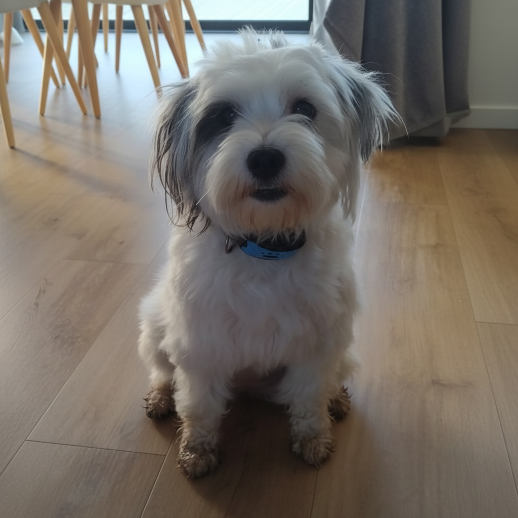 Petit chien blanc carré